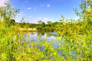 Wetlands framed